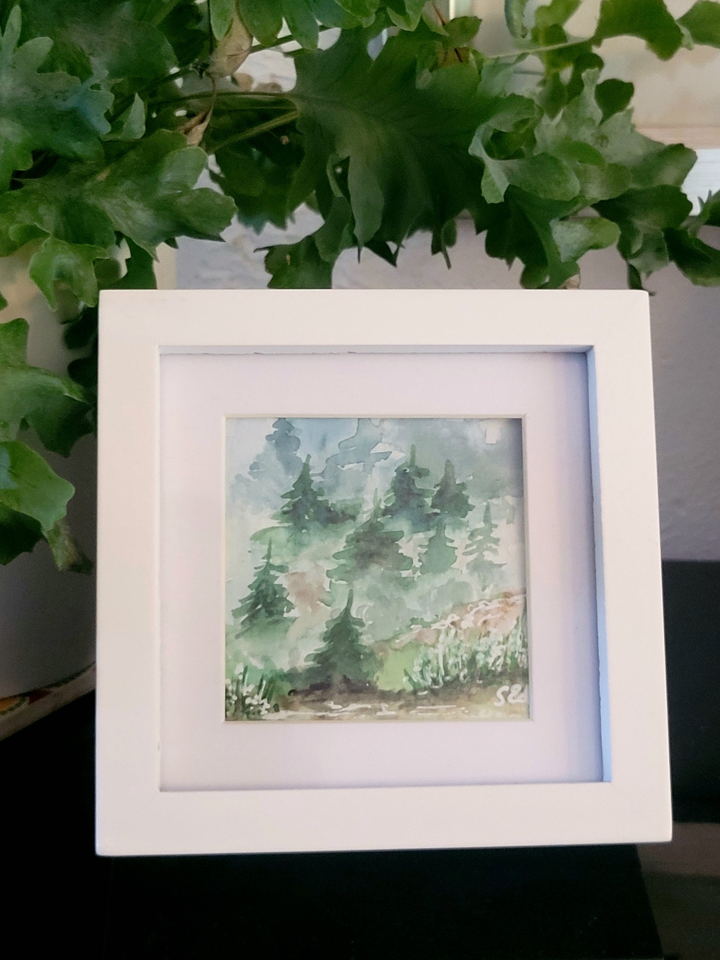 Misty fir trees, 10x10cm