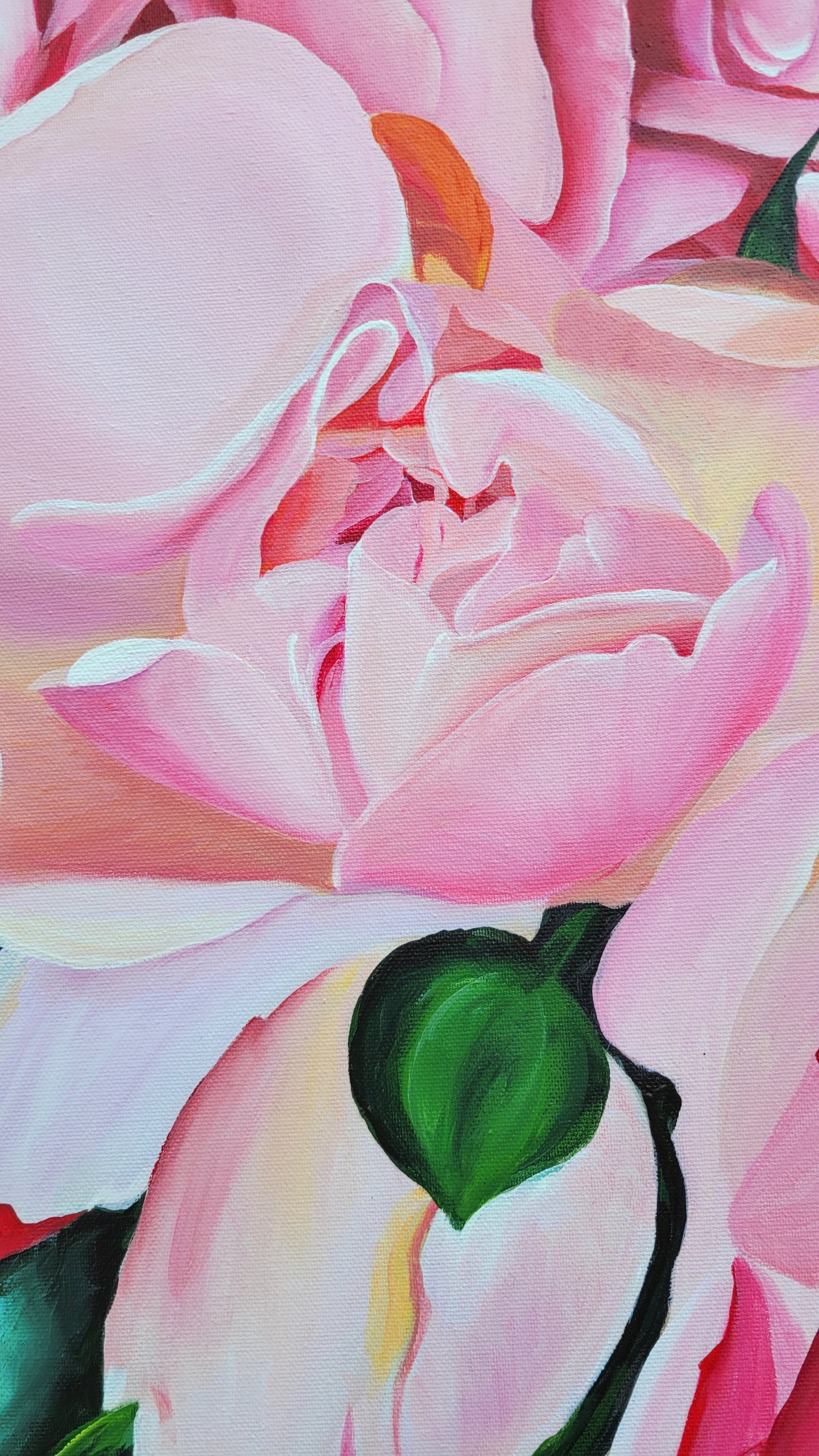 Climbing rose abundance, 80x120 cm