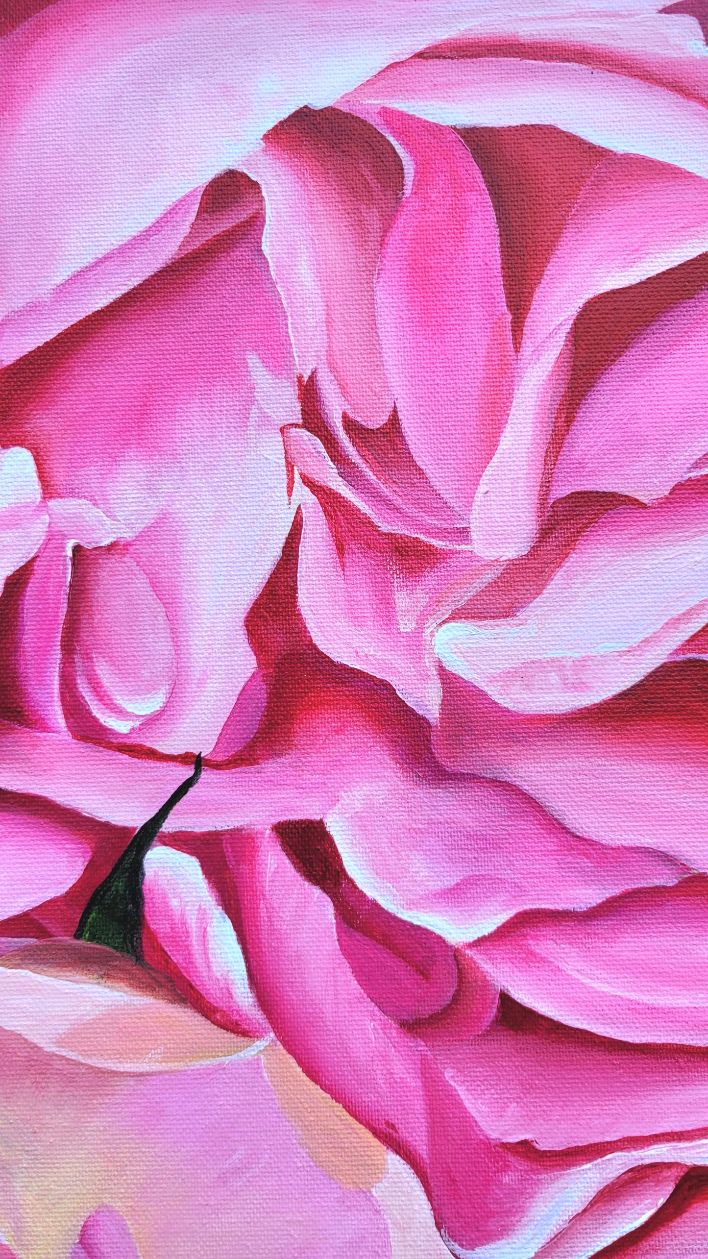 Climbing rose abundance, 80x120 cm